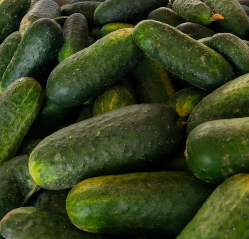 Okurky na kvašáky 10 kg (CZ)
